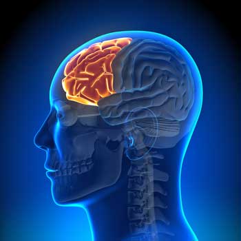 frontal cortex prefrontal fatigue syndrome chronic project lobe biomarker validate anterior